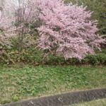 新型コロナ自粛しながらお花見散歩