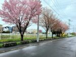 近所の桜並木