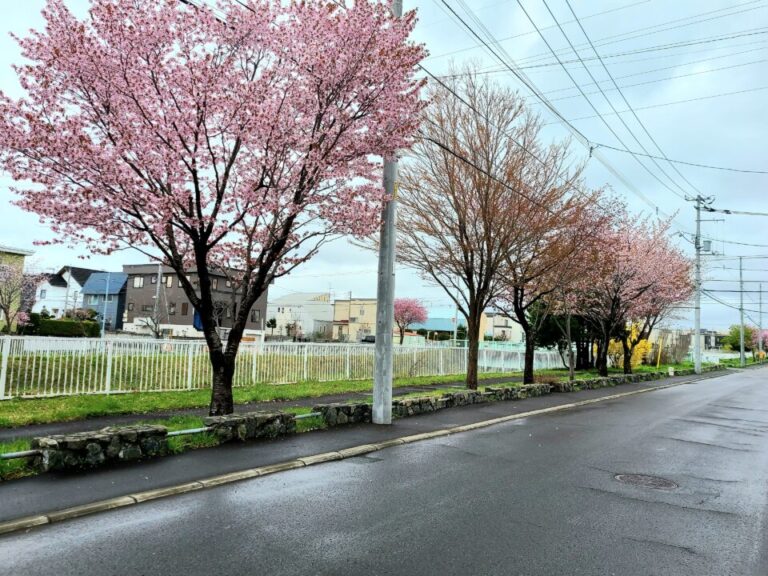 近所の桜並木