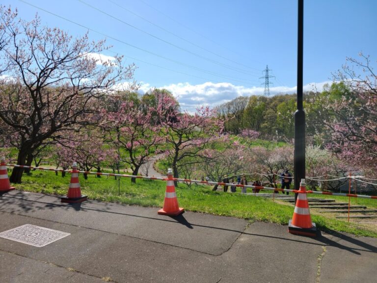 平岡梅林公園がカラーコーンまみれ