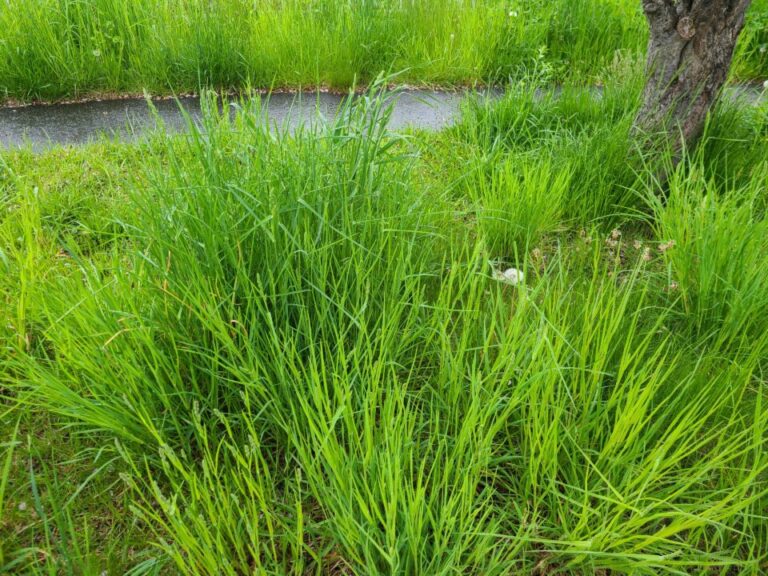 北海道の6月に花粉症ピークに！　イネ科の花粉症