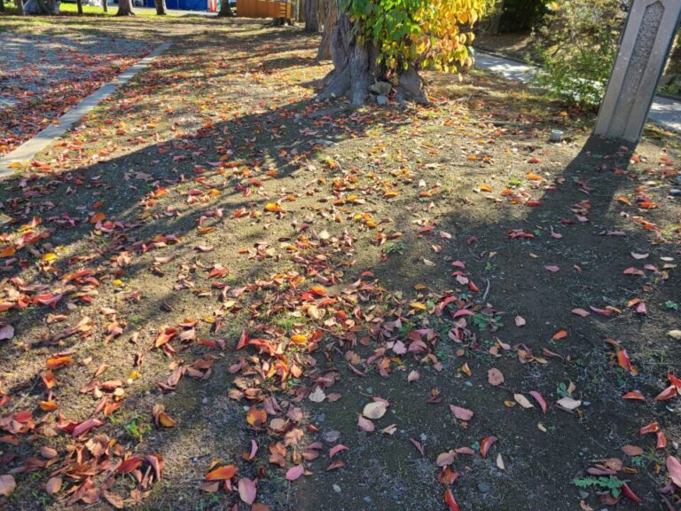 いつもの身近な散歩の風景