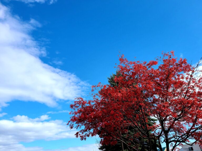 Twitterでは表現できない長めのつぶやきとしてWordPress
