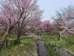 4月ですが桜が満開