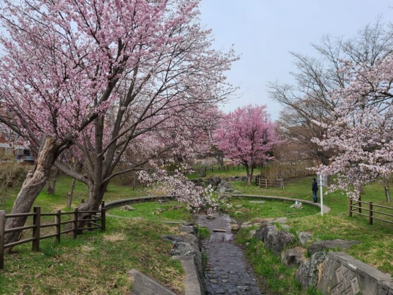 4月ですが桜が満開