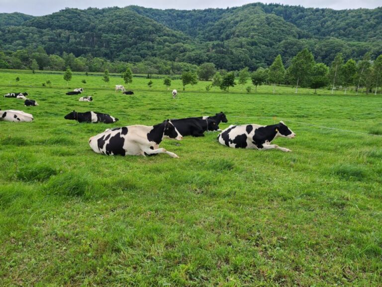 のんびりドライブ楽しい