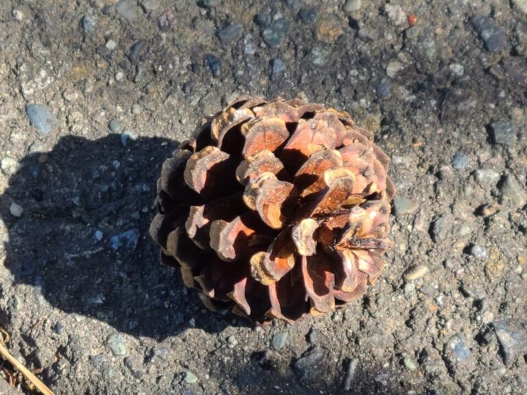 松ぼっくりの季節