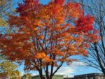 秋に紅葉になるのは乙なものです