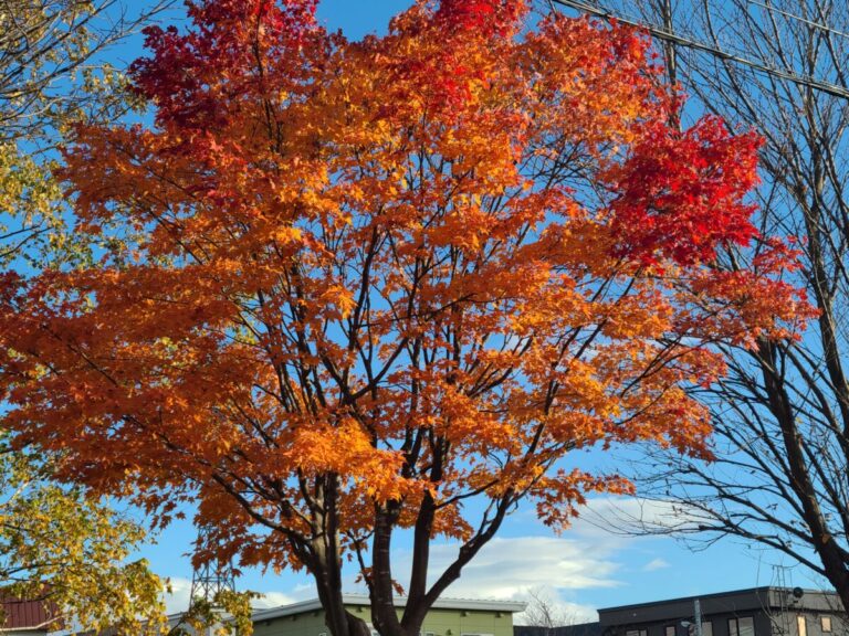 秋に紅葉になるのは乙なものです