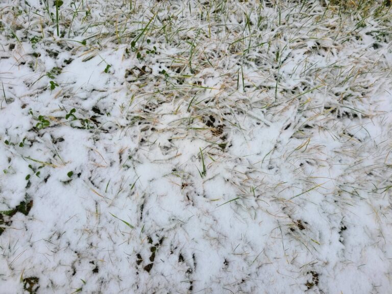 久しぶりの積雪