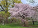 北海道も春がやってきた　桜満開！小さな公園散策