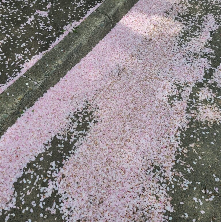 桜が散る季節になってきた