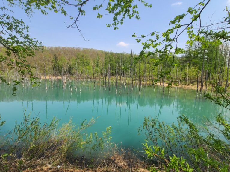 美瑛町に行ってみた　ついでに青い池にも