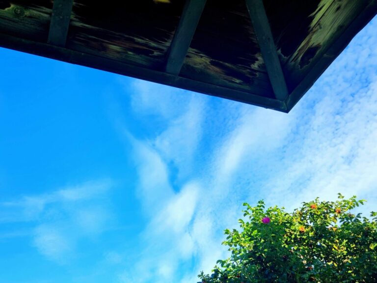 日陰だけはちょっと涼しいな