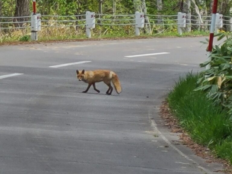 2023年のツールド北海道考察