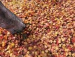 家の近くに紅葉の絨毯見つけた