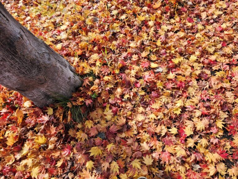 家の近くに紅葉の絨毯見つけた
