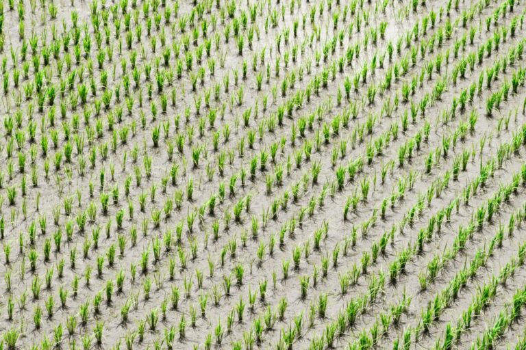 田植えの苗箱について