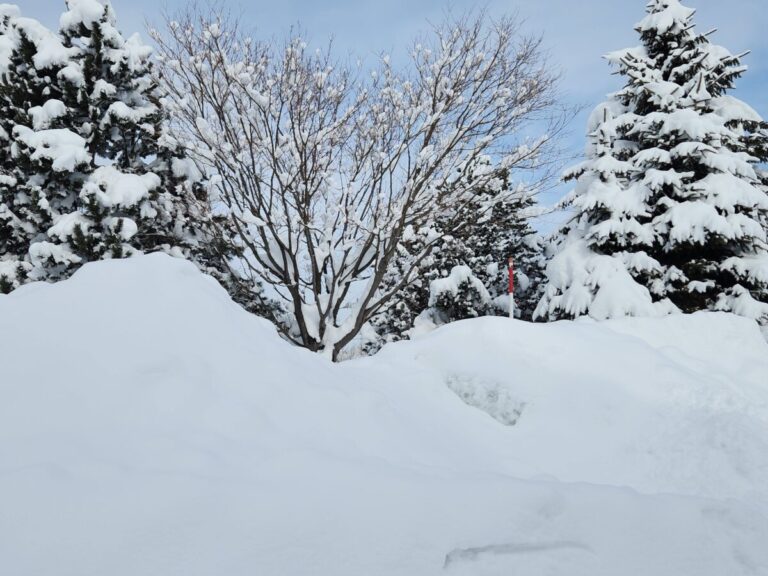 久しぶりに大雪ですが