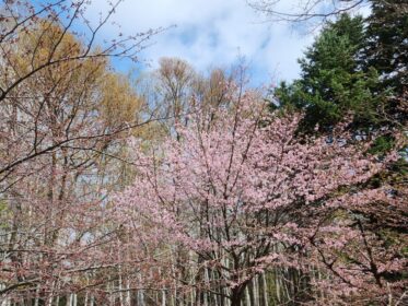 夏タイヤへの交換の時期はゴールデンウィーク後なのか