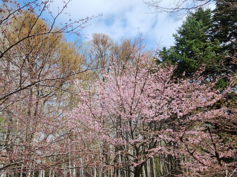 夏タイヤへの交換の時期はゴールデンウィーク後なのか