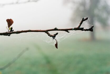 ニコラス・ペイトン「Relaxin' With Nick」